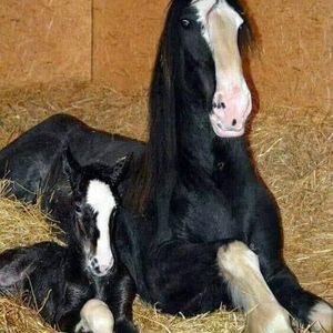 Meet your Posher, Kristie